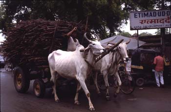 Carro de bueyes por las calles de Agra, Agra, India