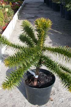 árbol, Cola de macaco (Draucaria araucana)