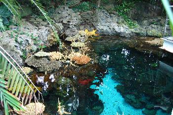 Algas coloridas, Expo´98, Lisboa, Portugal