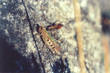 Saltamontes (Acrididae fam.)