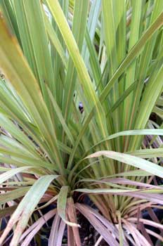 Planta, Drácena (Dracaena indivisa)