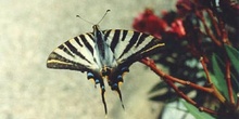 Chupaleche (Iphiclides podalirius)