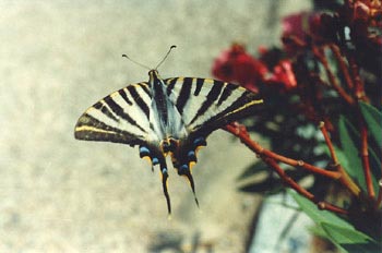 Chupaleche (Iphiclides podalirius)