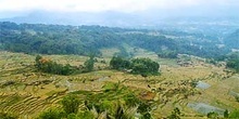 Vista general de campos de arroz en escalera, Sulawesi, Indonesi