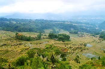 Vista general de campos de arroz en escalera, Sulawesi, Indonesi