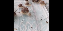 Criando caracoles