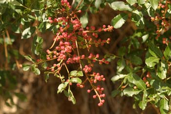 Cornicabra ó terebinto (Pistacia terebinthus)