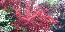 Alga roja (Rodoficea)