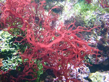 Alga roja (Rodoficea)