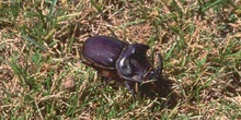 Escarabajo rinoceronte (Oryctes nasicornis)