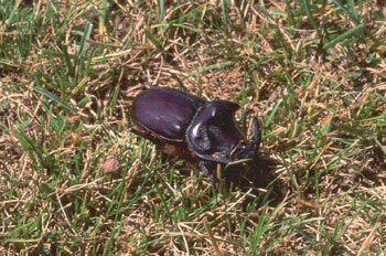 Escarabajo rinoceronte (Oryctes nasicornis)