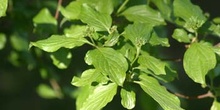 Cornejo (Cornus sanguinea)