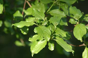 Cornejo (Cornus sanguinea)