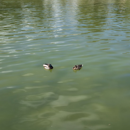 Ducks - The Alhóndiga park