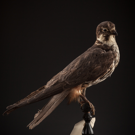 IES_SANISIDRO_BIOLOGIA_116