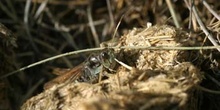 Saltamontes moteado (Myrmeleotettix maculatus)