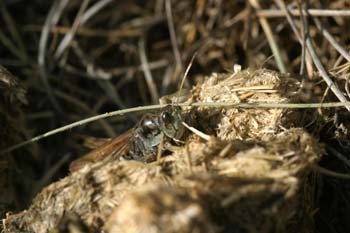 Saltamontes moteado (Myrmeleotettix maculatus)