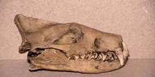 Hienadon horridus (Mamífero) Oligoceno
