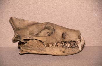 Hienadon horridus (Mamífero) Oligoceno
