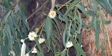 Eucalipto azul - Flor (Eucalyptus globosus)