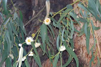 Eucalipto azul - Flor (Eucalyptus globosus)