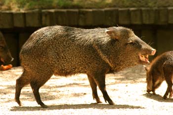 Pecari de collar (Tayassu tajacu)