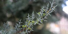 Ciprés de Arizona - Hojas (Cupressus arizonica)