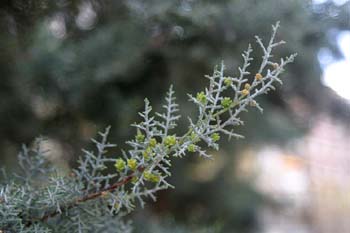 Ciprés de Arizona - Hojas (Cupressus arizonica)