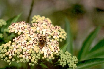 Cetónido avispa (Trichus fasciatus)