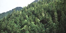 Abeto blanco - Bosque (Abies alba)