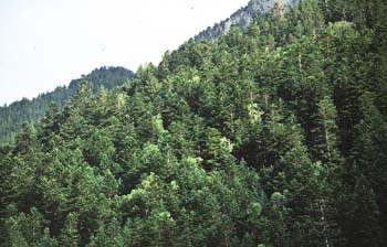 Abeto blanco - Bosque (Abies alba)