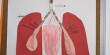 Respiratory System 2nd grade