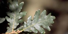 Rebollo / melojo - Hoja (Quercus pyrenaica)