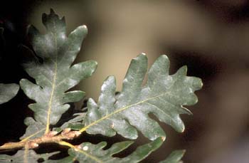 Rebollo / melojo - Hoja (Quercus pyrenaica)