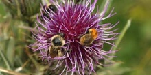 Abejorro (Bombus mesomelas)