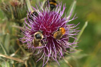 Abejorro (Bombus mesomelas)