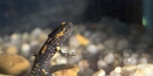 Salamandra - Larva (Salamandra salamandra)