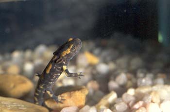 Salamandra - Larva (Salamandra salamandra)