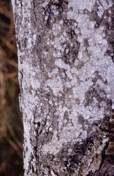 Algarrobo - Tronco (Ceratonia siliqua)