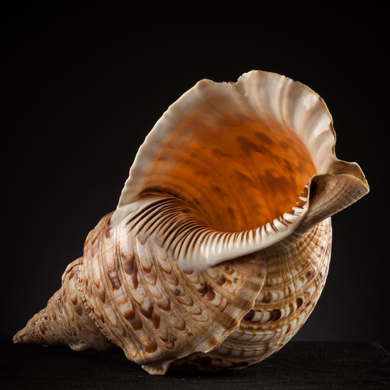 IES_SANISIDRO_BIOLOGIA_428