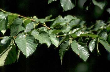 Olmo común - Hojas (Ulmus minor)