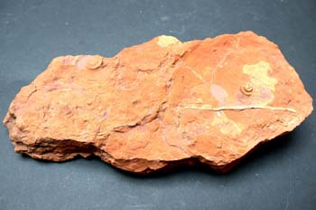 Homoceratoides divaricatum (Ammonites) Carbonífero