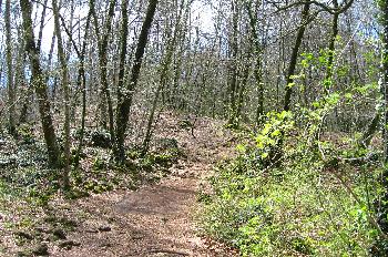 Fageda d´en Jorda de Santa Pau: extenso bosque de hayas, Garrotx
