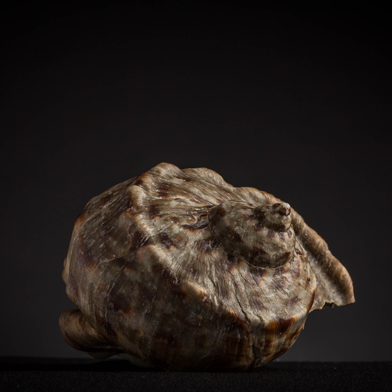 IES_CARDENALCISNEROS_CONCHAS_107