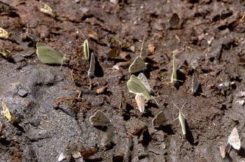 Bebedero de mariposas (Lepidoptera)