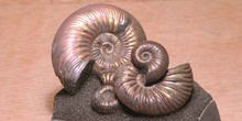 Paracadoceras sp. (Molusco-Ammonites) Jurásico