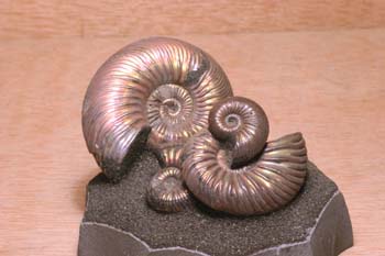 Paracadoceras sp. (Molusco-Ammonites) Jurásico