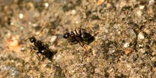 Hormiga (Formicidae fam.)