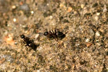 Hormiga (Formicidae fam.)