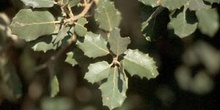 Encina - Hoja (Quercus ilex)